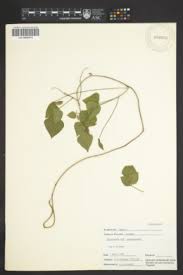 Image result for Rhynchosia tricuspidata