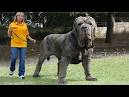 The Best Giant Dog Breeds That Make Great Pets