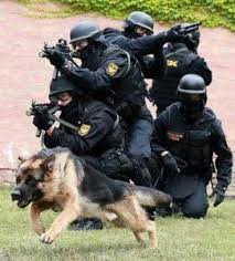 Shepherd Attack Military Working Dogs Military Dogs Police Dogs