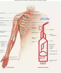 The arterial system has one of these; 32 Label The Major Arteries And Veins Labels For Your Ideas