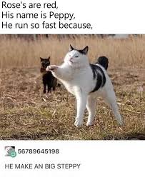 A Big Steppy Funny Animal Memes Animal Memes Cute Funny Animals