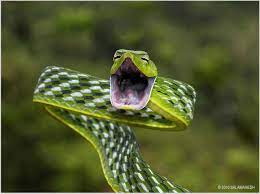 The Green Vine Snake Ahaetulla Nasuta Is A Slender Green Tree Snake Found In India Sri Lanka Bangladesh Myanmar Thailand Ca Vine Snake Snake Cute Snake