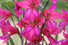 Image result for Gladiolus zambesiacus