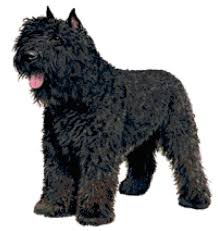 Explore an innovative line of quality products from american honda motor company. Bouvier Des Flandres Hond Counted Cross Stitch Patroon Etsy
