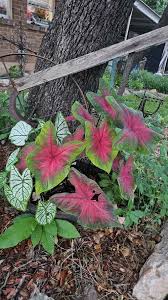 Image result for Caladium