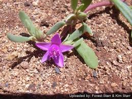 Image result for Sesuvium