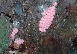 Premature eggs that come out of their protective cocoons will shrivel and die. Toad Of Earlham Hall On Twitter Thought These Might Be Slug Eggs Or Similar But On Closer Inspection Are Fungi Diameter 0 5mm On Semi Living Alder Stump Lycogala Can Anyone Help With Id