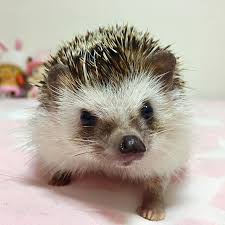 Facts About Hedgehog Pet Lifespan Health Food Diet Anifa Blog Hedgehog Pet Cute Hedgehog Pets