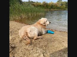 Browse thru golden retriever puppies for sale near washington, indiana, usa area listings on puppyfinder.com to find your perfect puppy. Suburban Pup With Bucket List Gets National Nod Patchpm Across Illinois Il Patch
