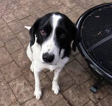 Black And White Border Collie Mix Jack The Spaniel Border Collie Mix Pictures 7850 Cute Dogs Beagle Dog Dog Pictures