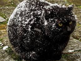 This condition is usually caused by the lack of before dandruff gets out of hand, it's important that you take the necessary measure to treat it. My Cat Is Shedding A Lot And Has Dandruff