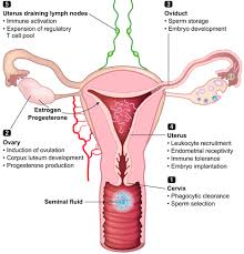 Treat yourself to a blowout and show off that beauty! The Female Response To Seminal Fluid Physiological Reviews
