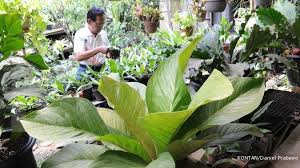 Lengkapi kebutuhan rumah anda dengan tanaman hias murah terbaik & berkualitas di tokopedia! 5 Rekomendasi Tanaman Hias Untuk Mempercantik Rumah Minimalis