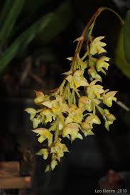 Image result for Polystachya malilaensis