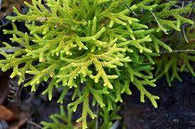 Image result for Lycopodium