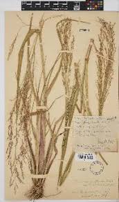 Image result for Panicum subalbidum