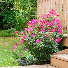 Check the aspca website for a flowering evergreen shrubs and evergreen bushes for your home landscape. 6 Of The Best Shrubs To Plant In Fall The Home Depot