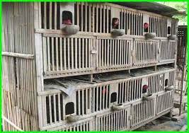 Kandang ini bisa dipakai sebagai kandang kawin, kandang umbaran, sekaligus juga bisa sebagai kandang anakan yang berusia 1,5 sampai 3 bulan. Jenis Dan Bentuk Desain Kandang Ayam Sederhana Daftarhewan Com