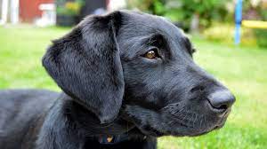 Browse 29,542 labrador retriever stock photos and images available, or search for labrador retriever puppies or golden retriever to find more great stock photos and pictures. Molly The Black Labrador Puppy 10 14 Weeks Youtube