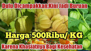 Memilih biji ciplukan sebagai bibit. Asal Usul Ciplukan Khasiat Dan Manfaat Ceplukan Atau Ciplukan Pultak Pultak Youtube