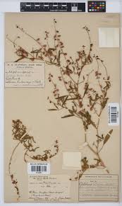 Image result for Crotalaria sphaerocarpa