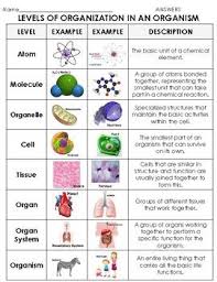 Cells, tissue, organs, organ systems, and organisms. Levels Of Organization In Living Things Sort Atom To Organism Biology Classroom Science Cells Chemistry Classroom
