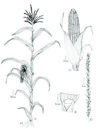 Image result for Zea mays