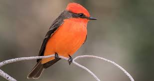 Brown Bird With Red Spot On Back Of Head Sounds Of The Spectacular And Distinctive Flycatcher The Bright Red Vermilion Flycatcher Inhabits Riparian Areas An Vermilion Flycatcher Flycatcher Brown Bird