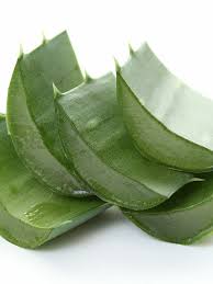 Doch nicht jede pflanze hat dieselbe qualität. Echte Aloe Aloe Vera Hauenstein Ag