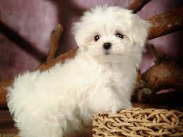 Get great deals on ebay! Maltese Dog Price India