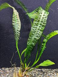 Image result for Aponogeton rehmannii