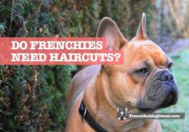 They are rare and an outcome of the diluted gene that the puppies may take after from both the parents. Do French Bulldogs Need Haircuts No But They Do Need This