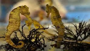 Cara berenang cara berenang kuda laut juga dipengaruhi oleh sistem yang tertentu. Panduan Lengkap Teknik Cara Budidaya Dan Merawat Kuda Laut Bagi Pemula Agar Sukses Faunadanflora Com