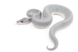 Hypo Super Cinnamon Ball Python Pet Snake Ball Python Ball Python Morphs