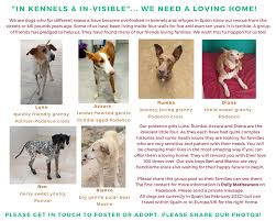 Profile for In Kennels & In-Visible Spanish dogs desperately needing homes