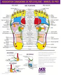 Correspondance Entre Points Du Pied Et Le Corps Acupression Reflexologie Reflexologie Plantaire
