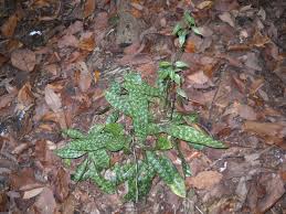 Image result for Oeceoclades