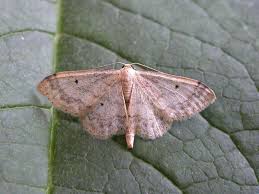 Image result for Idaea biselata