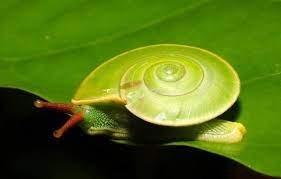 The Rhinocochlis Nasuta Snail Native To Indonesia Has A Special Feature Its Shell Is Tilted To The Side Probably To Bet Snail Nature Photography Foliage