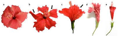 Check spelling or type a new query. Flower Stages Of Hibiscus Flowers Starting From A Flower Opening That Download Scientific Diagram
