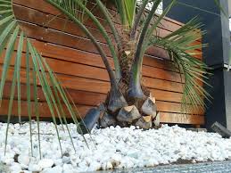 ボード 南国風スタイル tropical garden のピン