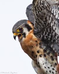American Kestrel High Key Portrait Bird By Michaelasagatovaart 140 00