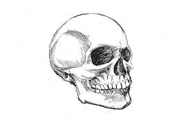 Check spelling or type a new query. Faire Un Dessin De Tete De Mort Etape Par Etape Adobe