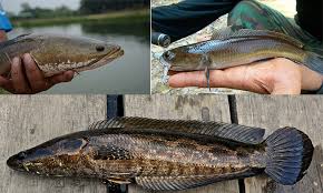 Selain haruan, ini jenis ikan yang selamat dimakan ketika ibu dalam pantang. Keluarga Ikan Haruan Umpan