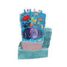 Shop our great selection of model cell kits & save. Animal Cell Model Animal Cell Teaching Model Plastic Animal Cell Biology Teaching Models