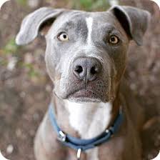 501c3 pitbull rescue from los angeles, california. Los Angeles Ca Pit Bull Terrier Meet Max A Pet For Adoption