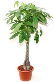 Image result for pachira obrázek