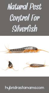 Eggs and adults must be eradicated to free your home of these destructive. How To Get Rid Of Silverfish For Good Natural Home Decor Get Rid Of Silverfish Pest Control