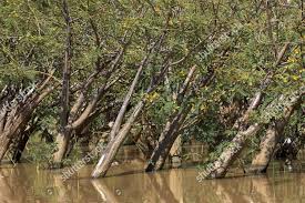 Image result for Aeschynomene elaphroxylon