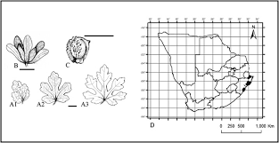 Image result for Pavonia leptocalyx